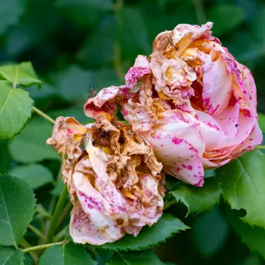 Hold dine roser sunde - sådan undgår du sygdomme og skadedyr i dine roser